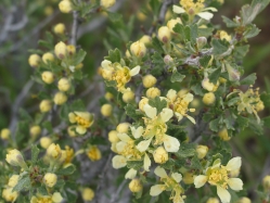 bitterbrush (Purshia tridentata)